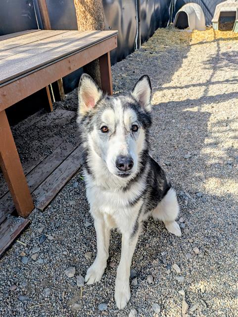 ODIN, an adoptable Siberian Husky in Frisco, CO