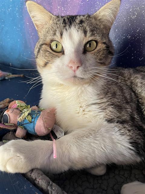picture of the cat needing adoption
