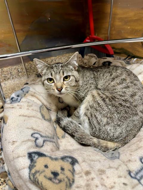 CHEWY, an adoptable Domestic Short Hair in Frisco, CO