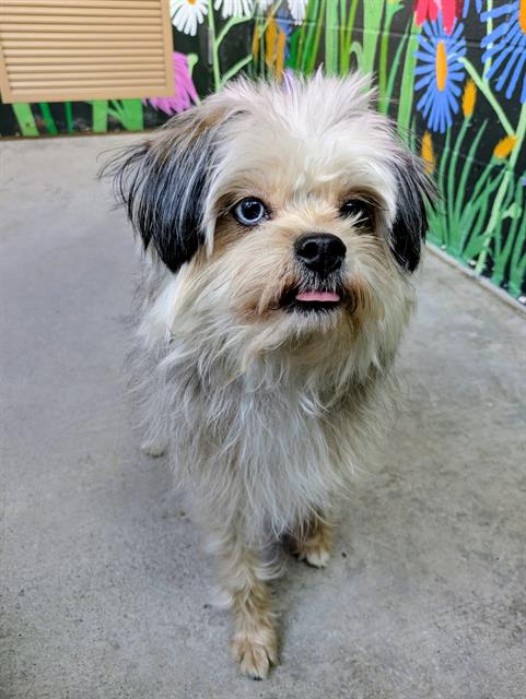 RAUL, an adoptable Shih Tzu in Frisco, CO