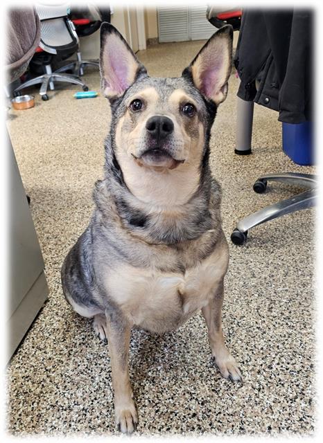 LILO, an adoptable Australian Cattle Dog in Frisco, CO