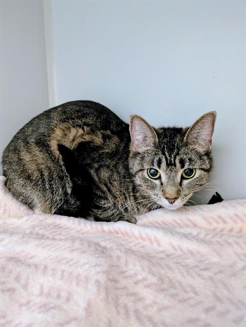GRACIE, an adoptable Domestic Short Hair in Frisco, CO