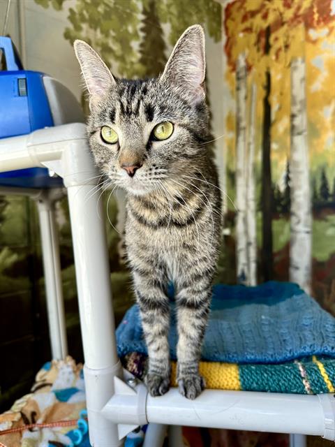 GRACIE, an adoptable Domestic Short Hair in Frisco, CO