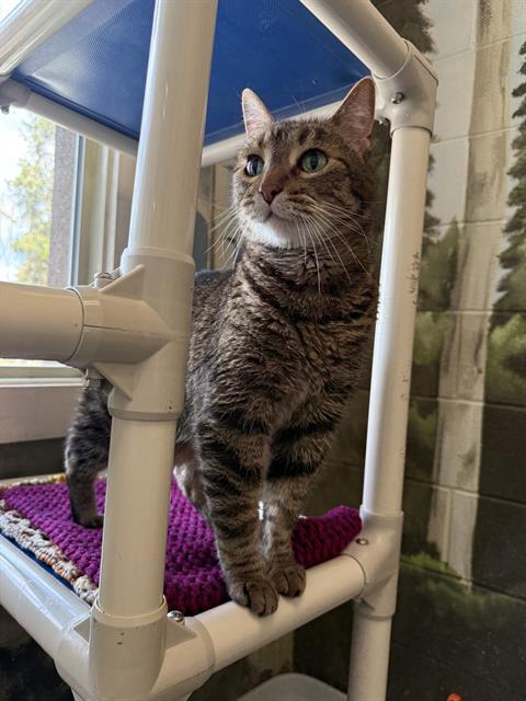 ZIGGY, an adoptable Domestic Short Hair in Frisco, CO