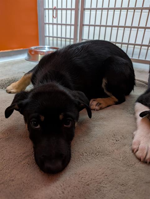 JELLYBEAN, an adoptable Border Collie in Frisco, CO