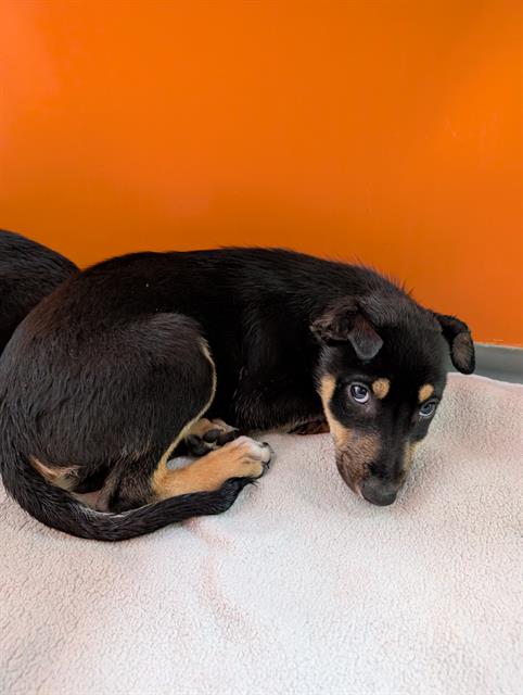 PEEPS, an adoptable Border Collie in Frisco, CO