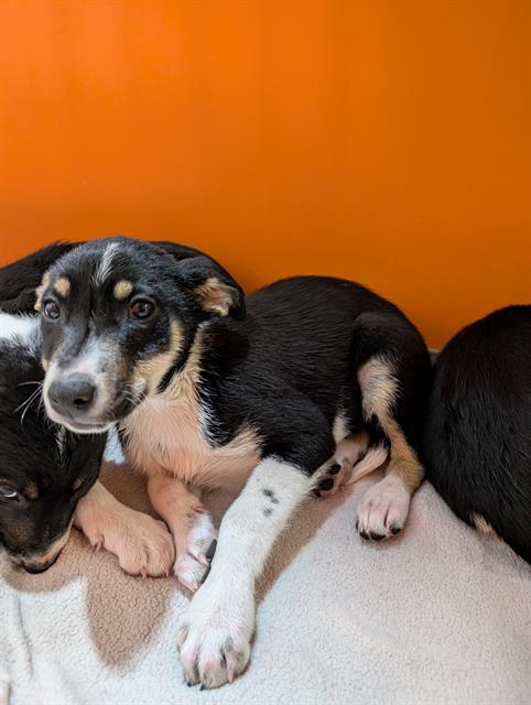 CADBURRY, an adoptable Border Collie in Frisco, CO