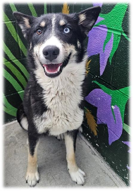 ASHLEY, an adoptable Siberian Husky in Frisco, CO