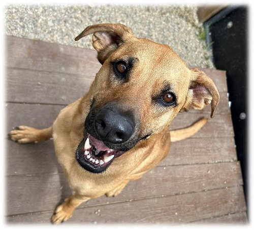 SWEETIE, an adoptable Black Mouth Cur in Frisco, CO