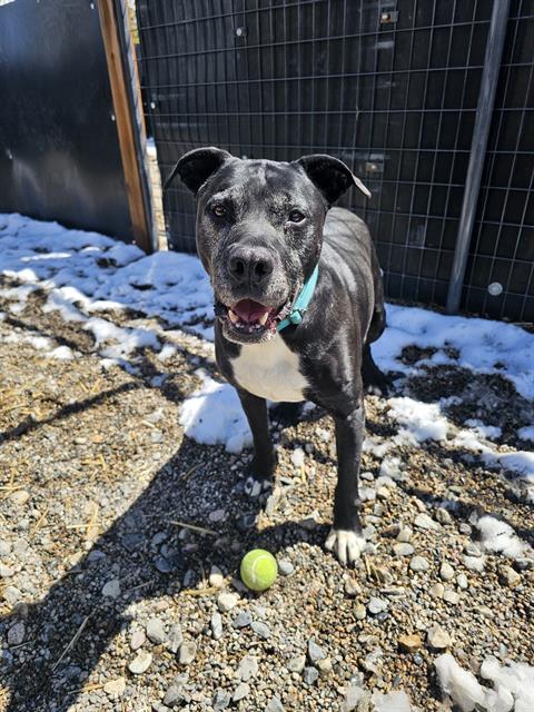 PROFESSOR LUMP, an adoptable Pit Bull Terrier in Frisco, CO