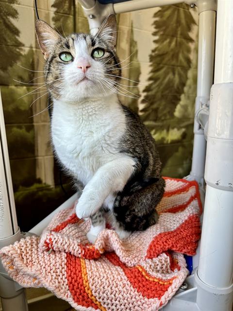 LUCY, an adoptable Domestic Short Hair in Frisco, CO