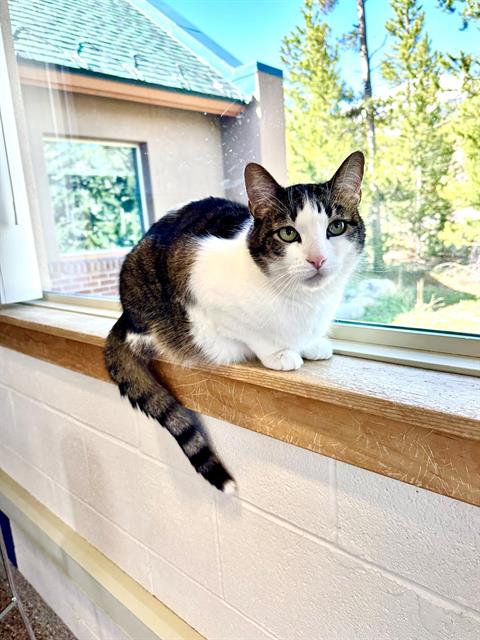 BEANS, an adoptable Domestic Short Hair in Frisco, CO