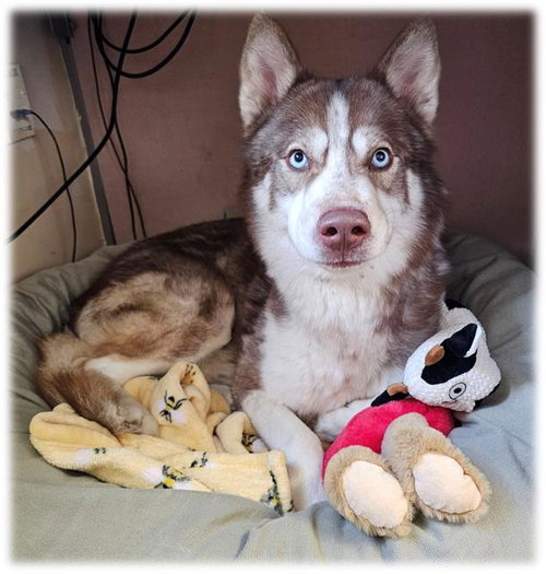 CYRUS, an adoptable Siberian Husky in Frisco, CO