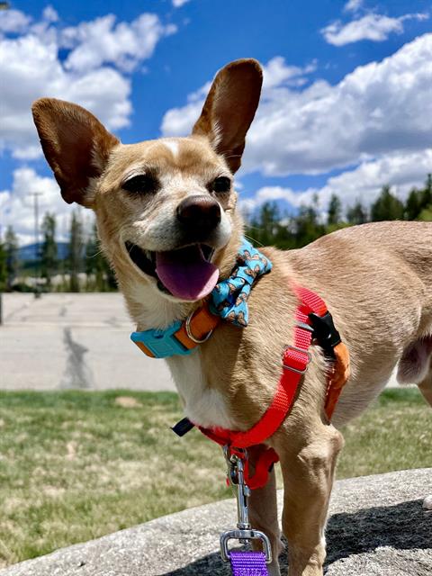 FRANKLIN, an adoptable Chihuahua in Frisco, CO