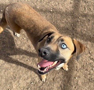 GOLDIE, an adoptable Black Mouth Cur in Frisco, CO