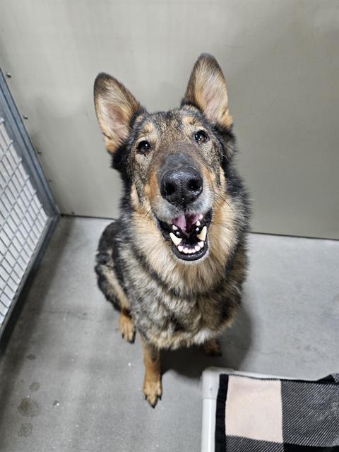 THADIUS, an adoptable Collie in Frisco, CO