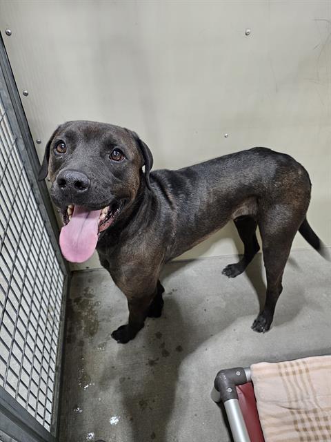 BRUCE, an adoptable Cane Corso Mastiff in Frisco, CO