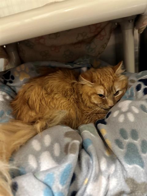 MACSEN, an adoptable Maine Coon in Frisco, CO