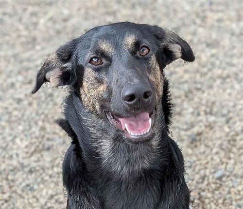 SUNSHINE, an adoptable German Shepherd Dog in Frisco, CO