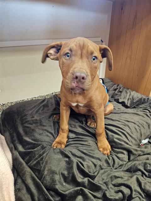 CLIFFORD, an adoptable Pit Bull Terrier in Frisco, CO