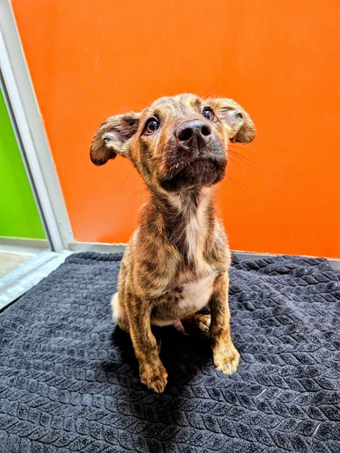 EINSTEIN