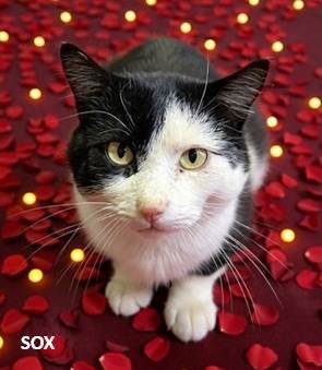SOX