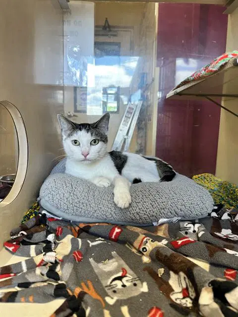 Doja - Domestic Short Hair