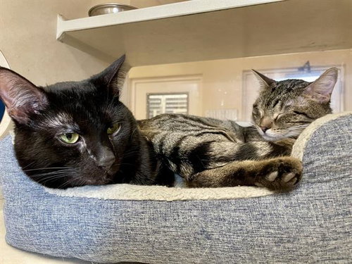 DARROW, an adoptable Domestic Short Hair in Frisco, CO