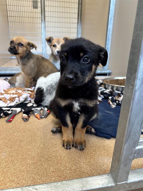 SOKKA