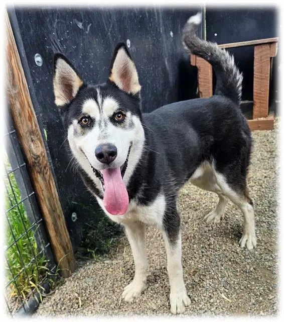 Brian - Siberian Husky