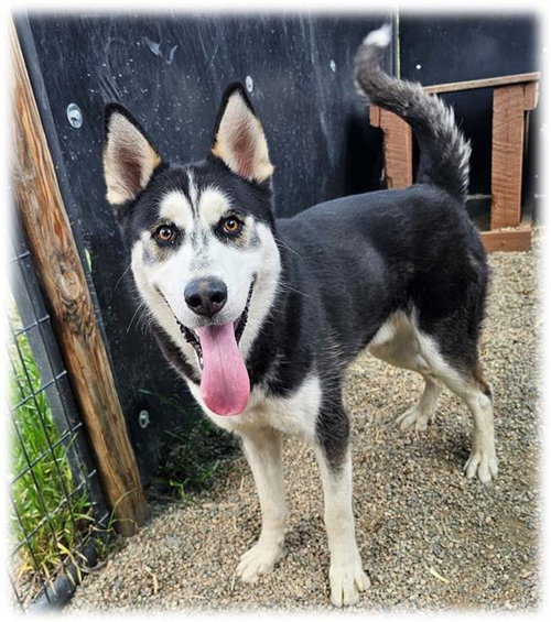 BRIAN, an adoptable Siberian Husky in Frisco, CO