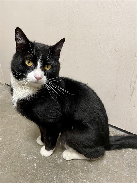 LIGHTNING, an adoptable Domestic Short Hair in Frisco, CO