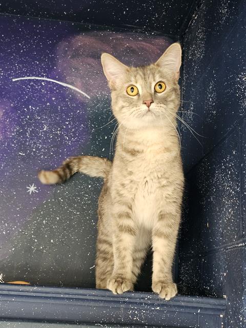 LILU