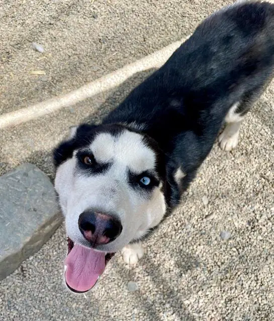 Blueberry - Siberian Husky