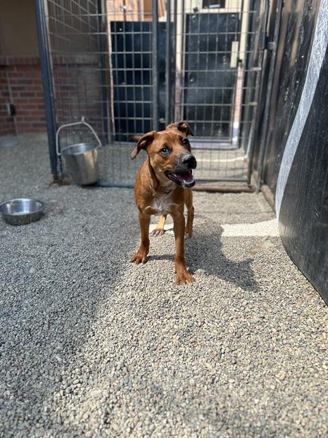 HERCULES
