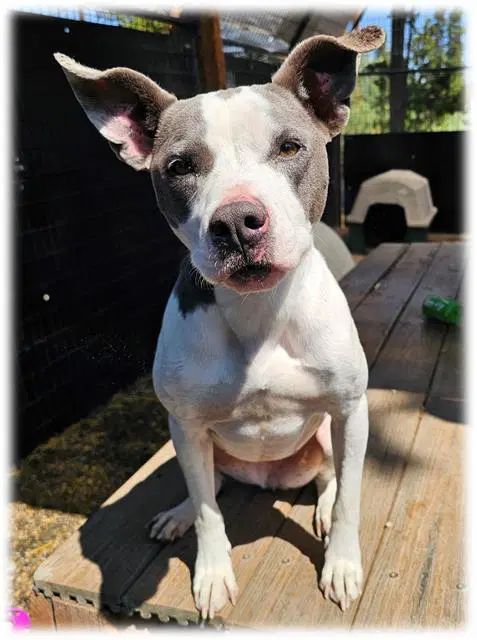 Nala - Pit Bull Terrier