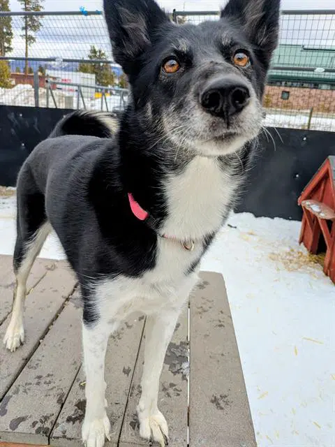 Sakari - Border Collie