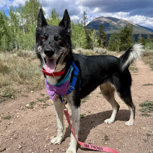Sakari, Border Collie / Siberian Husky / Mixed (medium coat)