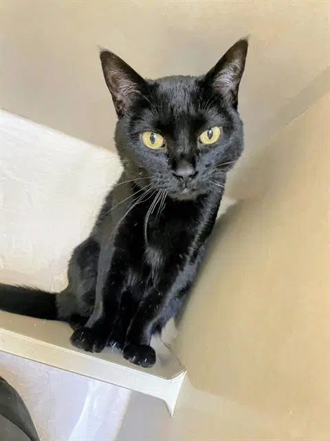 Shuri - Domestic Short Hair