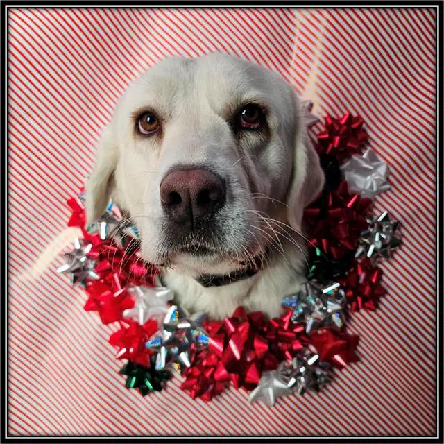 Rose - Great Pyrenees