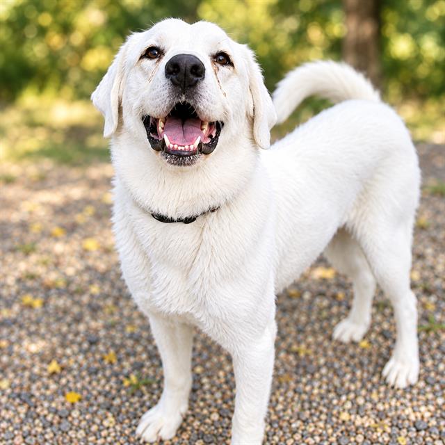 Rose, Labrador Retriever