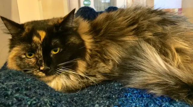 Rini - Domestic Long Hair