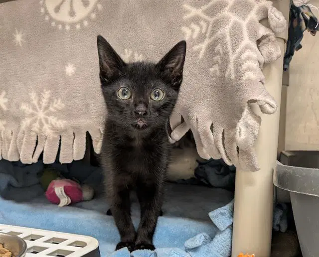 Jerry - Domestic Short Hair