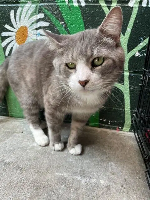 Oscar - Domestic Short Hair