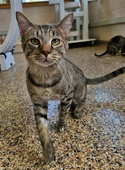 Steven - Domestic Short Hair