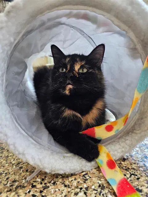 Cece - Domestic Short Hair