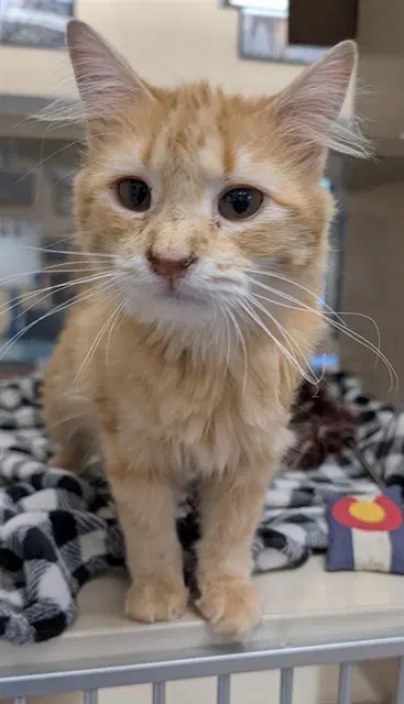 Miss Molly - Domestic Medium Hair