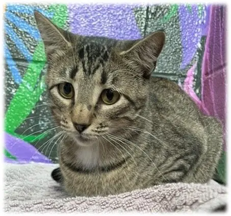 Kimchi - Domestic Short Hair