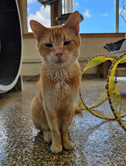 Mambo - Domestic Short Hair