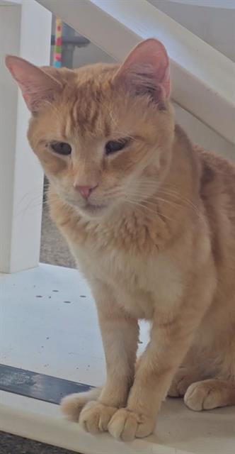 picture of the cat needing adoption